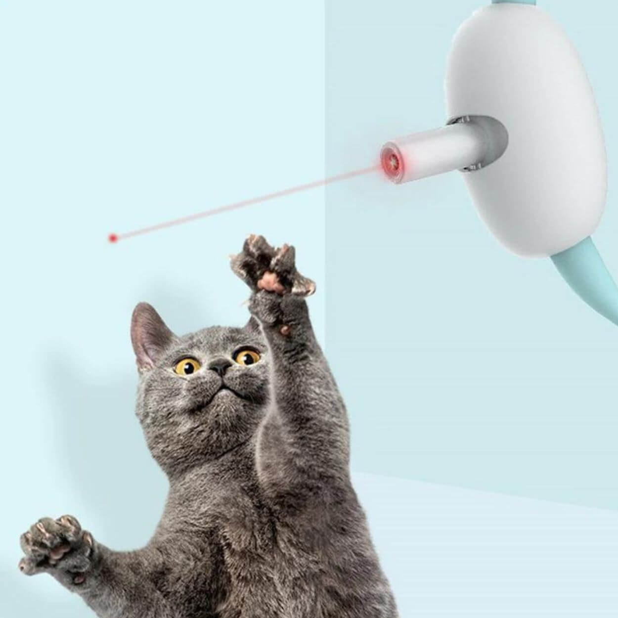 Laser Tease Kattkrage