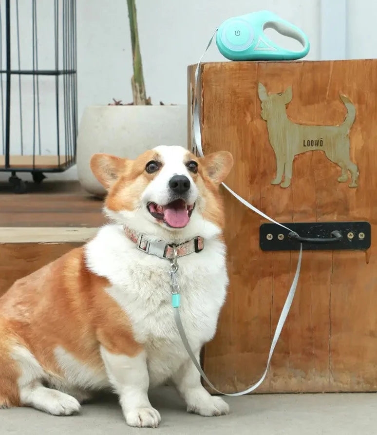 Automatisk förlängbar LED-djurselkoppel