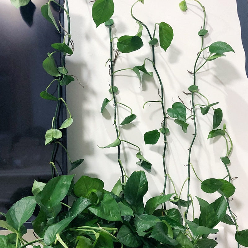 Klättring av växtklättrande artefakter fixeringsklämma