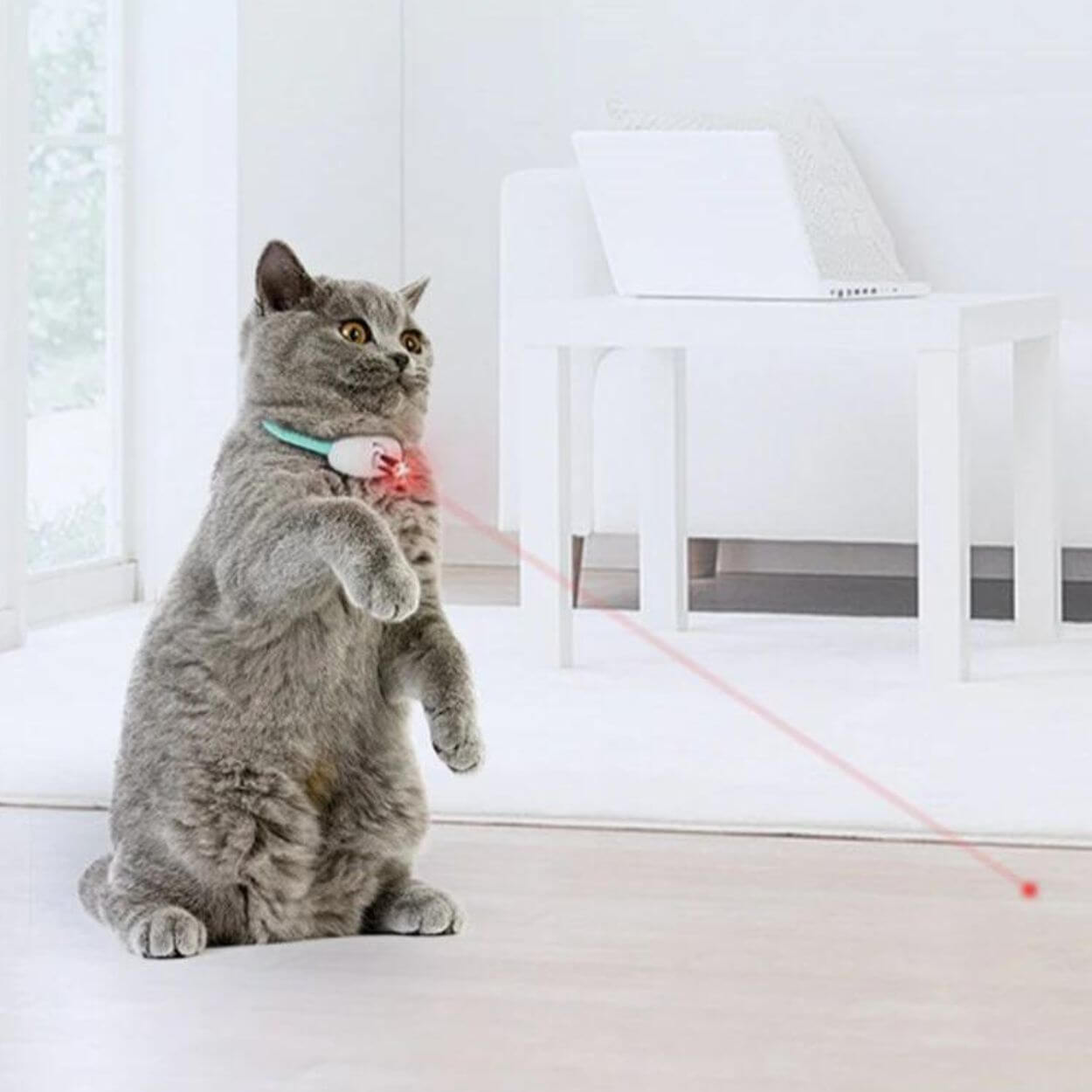 Laser Tease Kattkrage