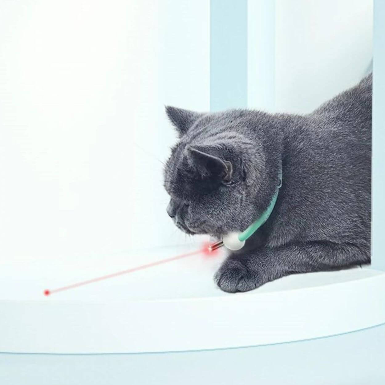 Laser Tease Kattkrage