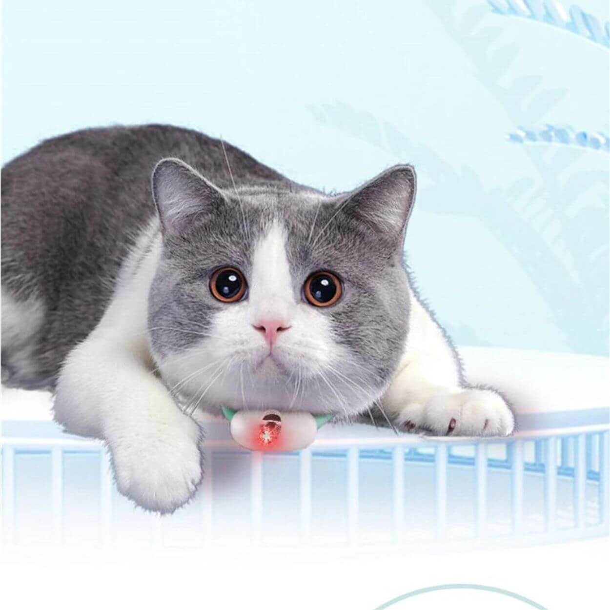 Laser Tease Kattkrage