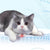 Laser Tease Kattkrage