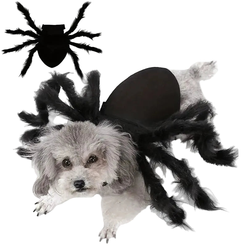 Hundkostym för Halloween med Spindeldesign 0