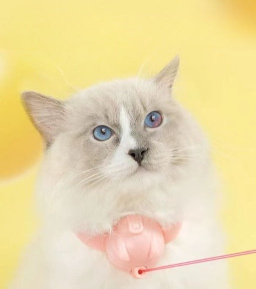 Laser Tease Kattkrage