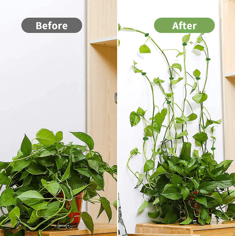 Klättring av växtklättrande artefakter fixeringsklämma